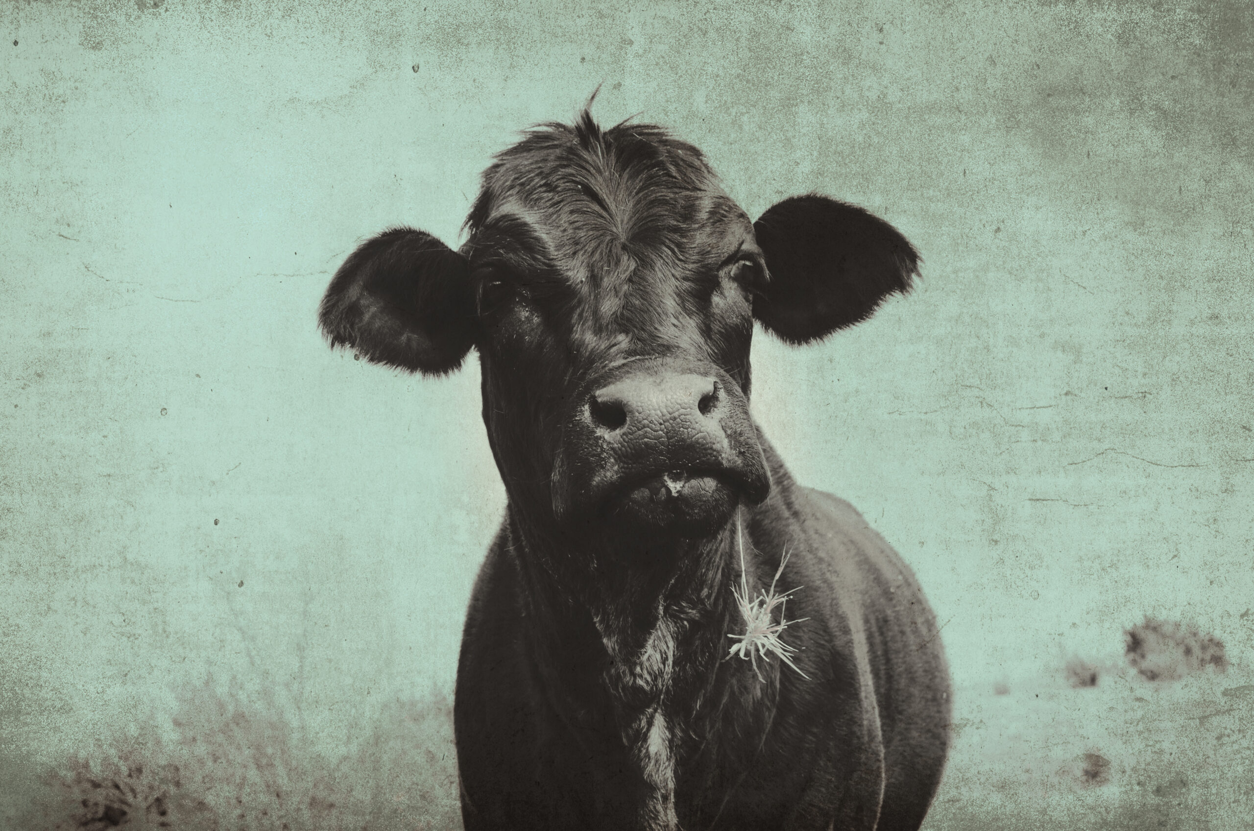 Cute angus cow on farm with vintage grunge effect. Black heifer