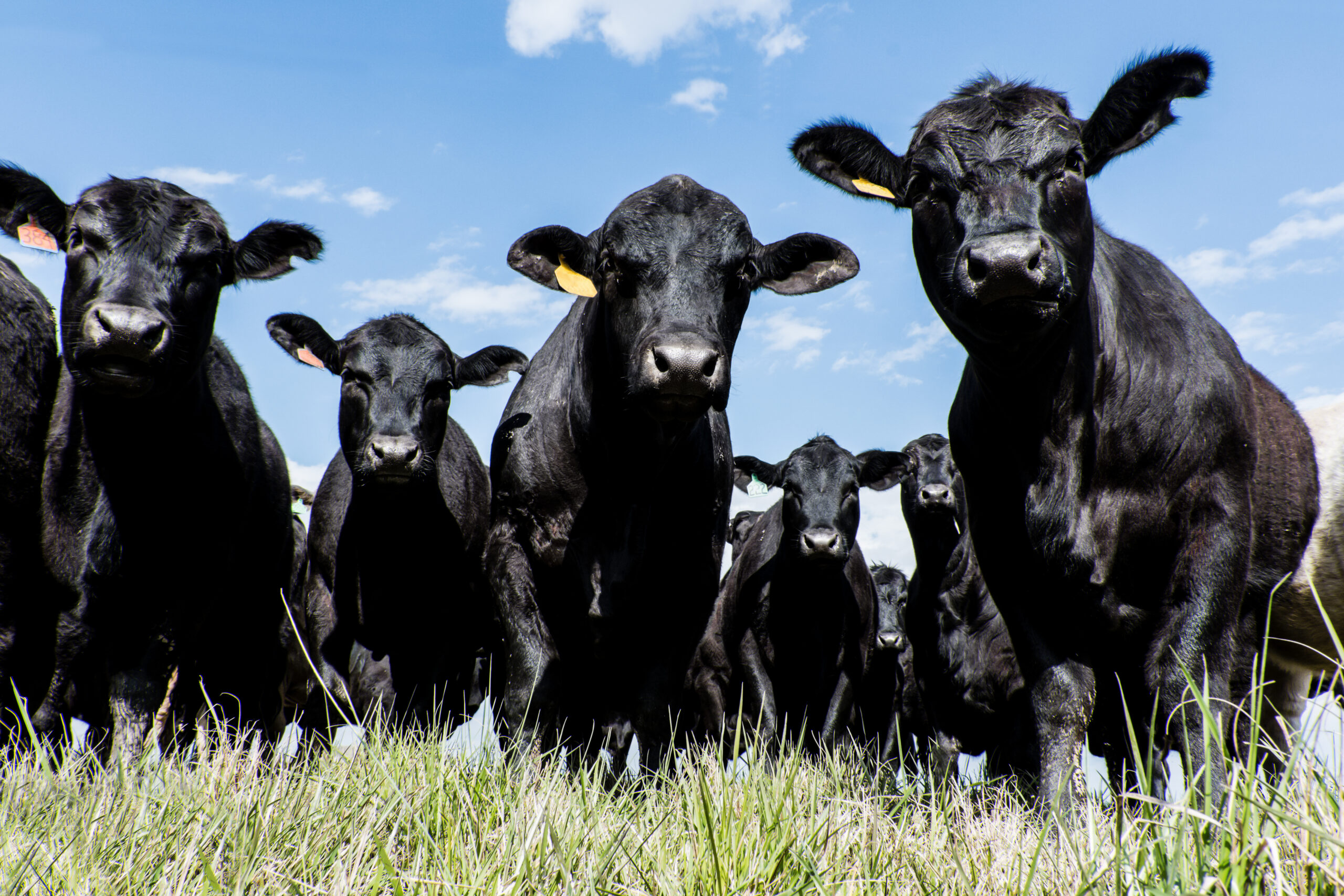 Black Angus herd - low angle