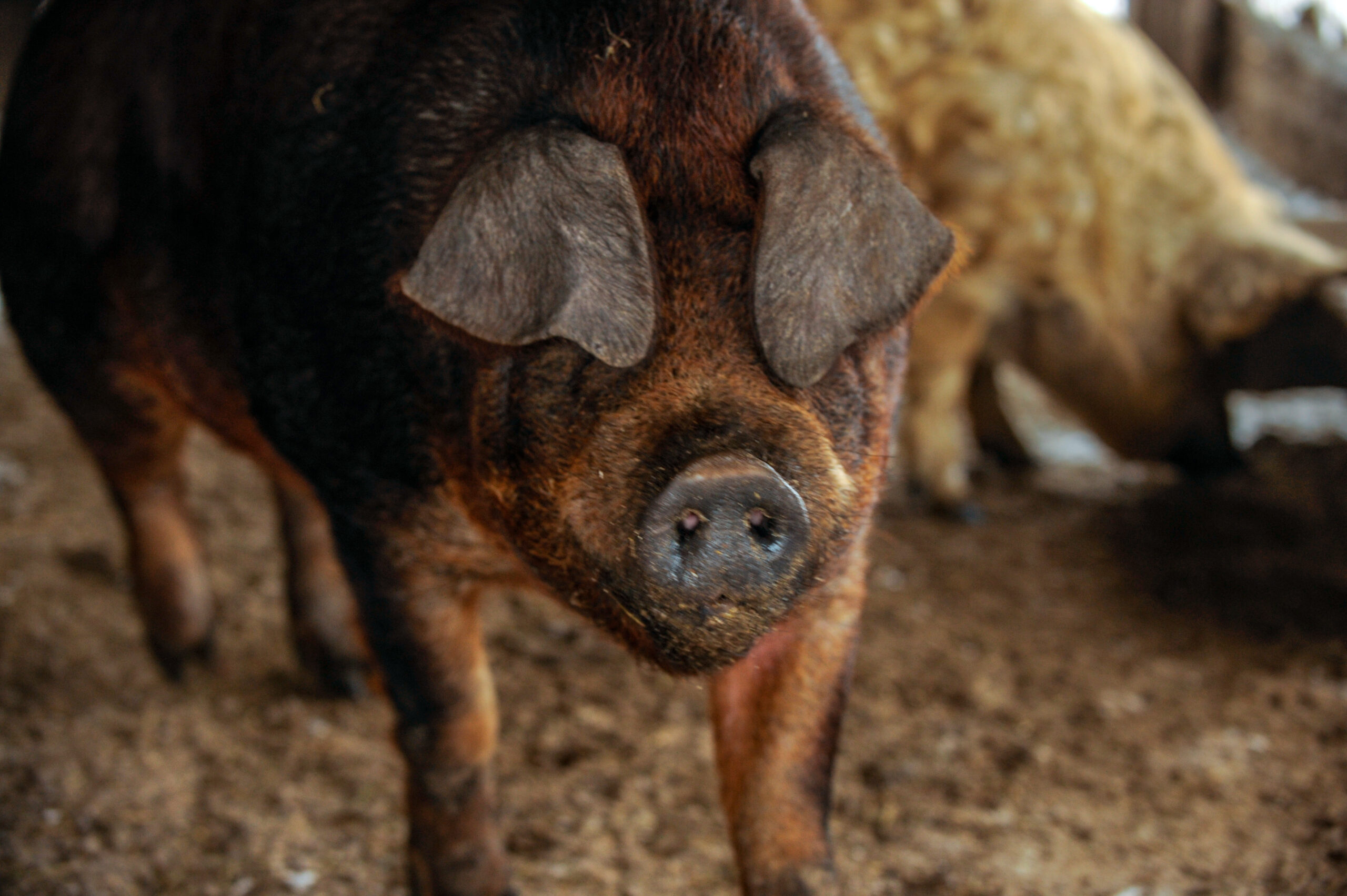 Big producer of red wild boar. Meat breed of pigs Duroc. Pigs grazing outdoors in a dirty farm field. Name in Latin: Sus scrofa domesticus. Red Hogging pigs. Red boar. Concept growing organic food.