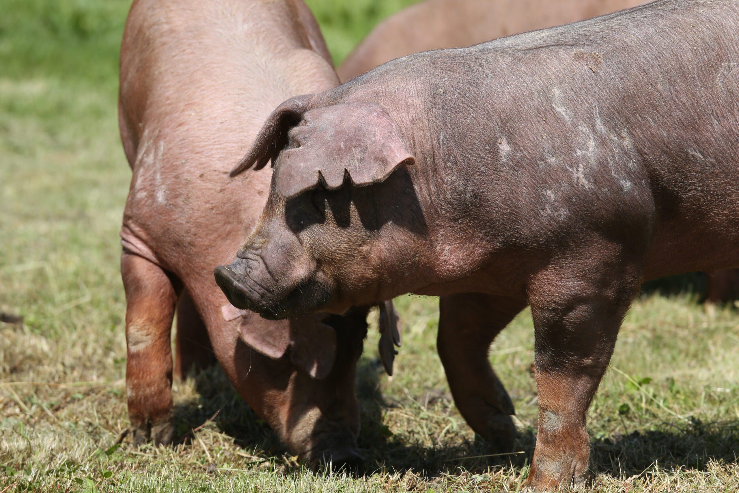 Young duroc pig herd grazing on farm field summertime