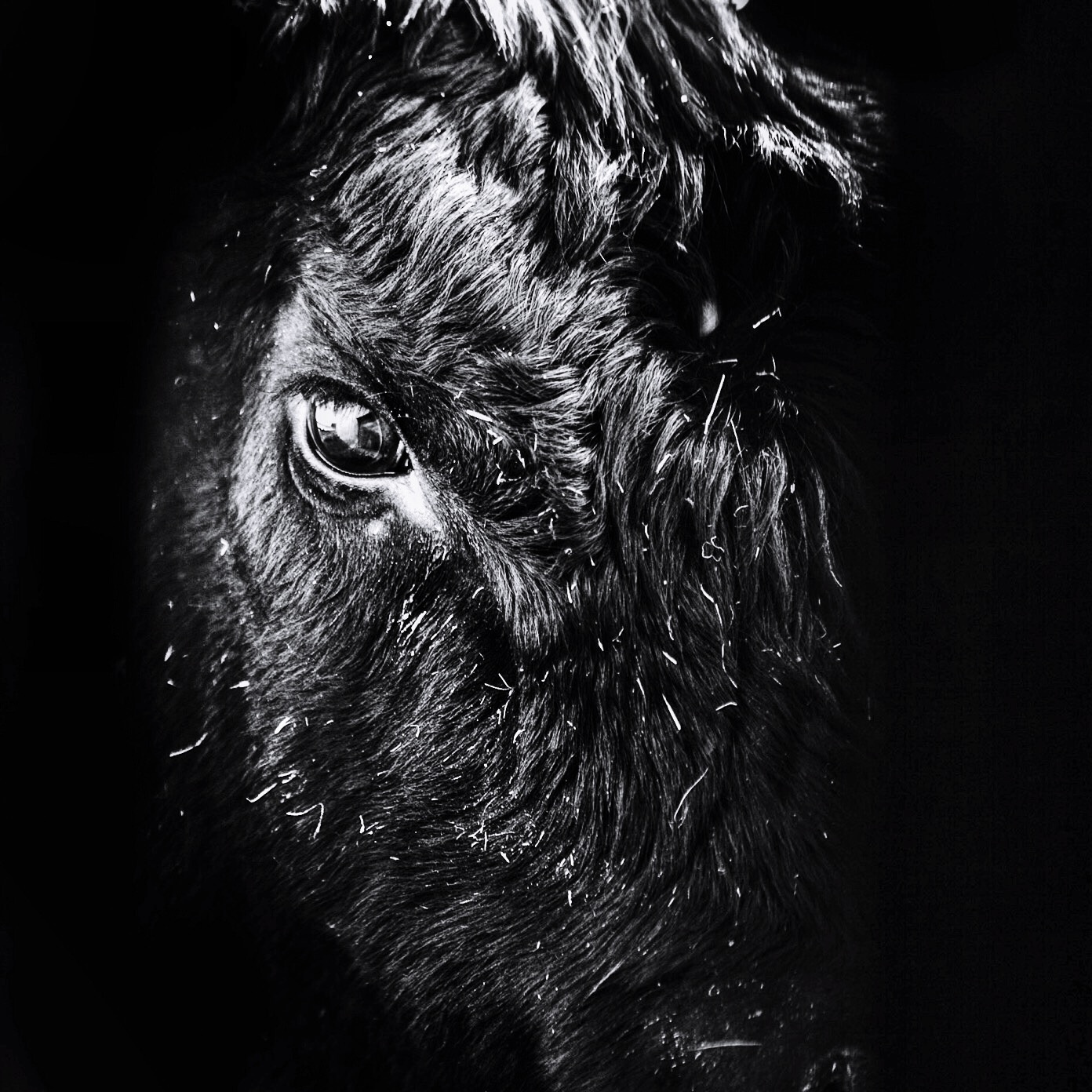 Close-up Of Black Angus